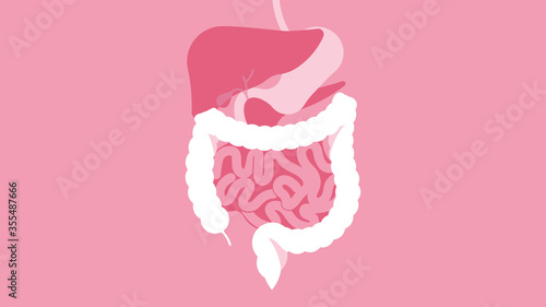 Human Digestive System. The stomach, liver, spleen, gallbladder, small intestine and large intestine. Beautiful bright illustration. Human body inside. photo