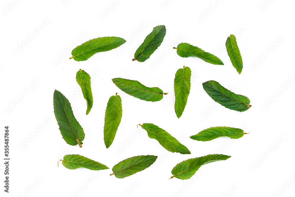 Fresh and fragrant mint leaves on a white background Fresh and fragrant mint leaves on a white background