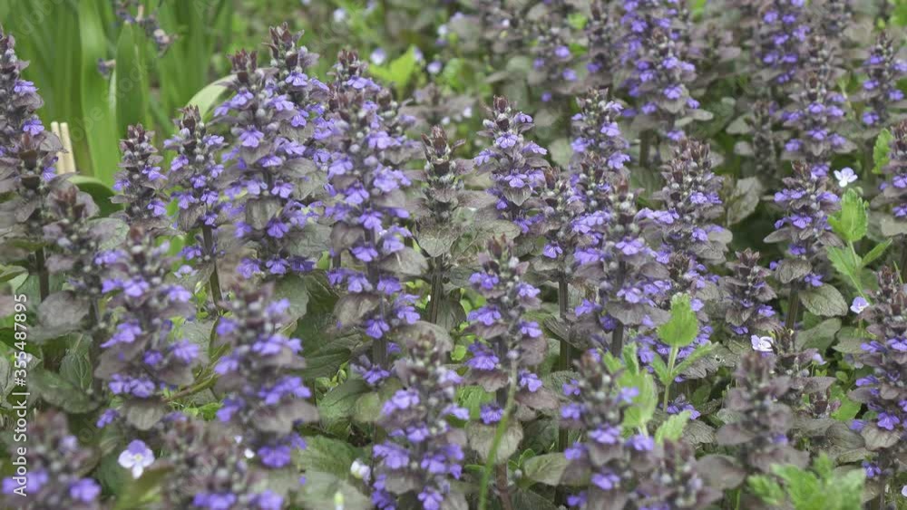 Bugle Ajuga reptans Mass of flowers in long grass. Close up blue