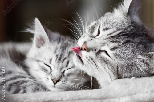 Mom cat licks her son, silver version of siberian breed