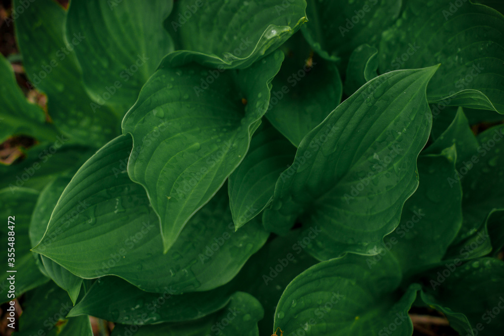 green leaves background green leaves background