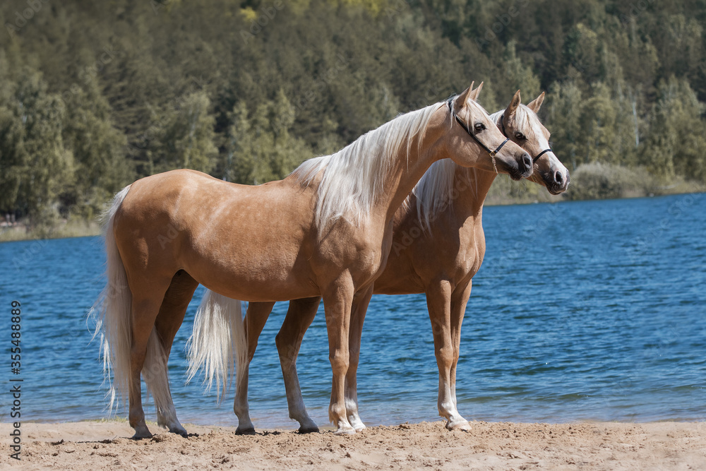 Two beautiful palomino horses with a long mane standing near blue water on summer background, profile side view Two beautiful palomino horses with a long mane standing near blue water on summer background, profile side view