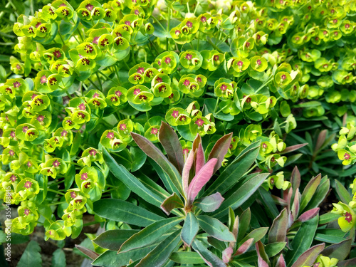 Euphorbia 'Redwing'