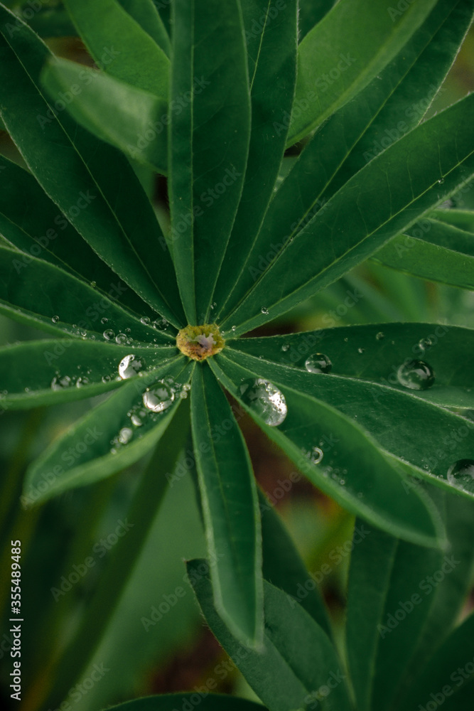 water drops on a leaf water drops on a leaf