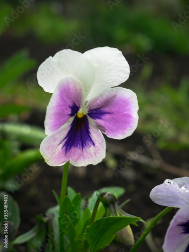White-violet pansy flower in the garden