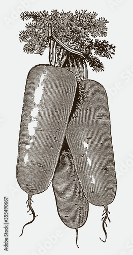 Bunch of three carrots of a chantenay cultivar with blunt, rounded tips, after a historical engraving from the early 20th century