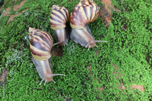 Snails in nature Mussels, beautiful bottom shells, snails on a background of moss-covered rocks