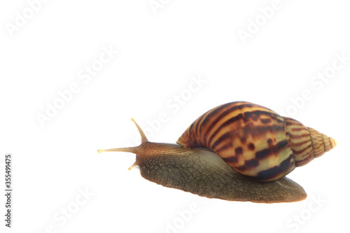 
Snails on a white background