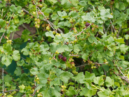 (Ribes × nidigrolaria) Jostabeere oder Jochelbeere mit noch grüne, rötlich und unreife Frücht