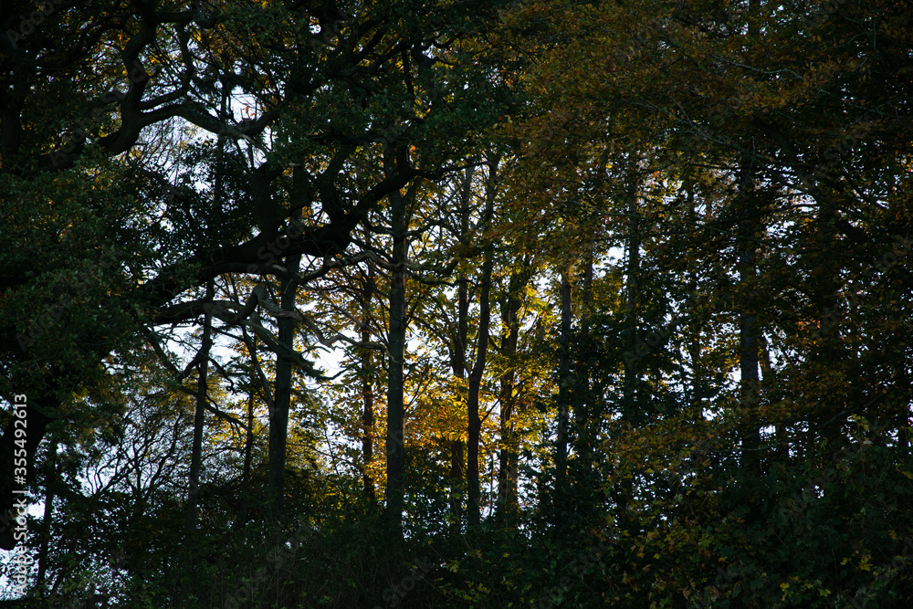 Naklejka premium English woodland in autumn with colourful leaves