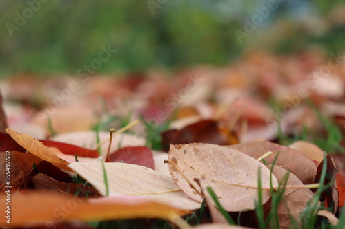 Herbst Blätter am Boden | Autumn leaves on the ground