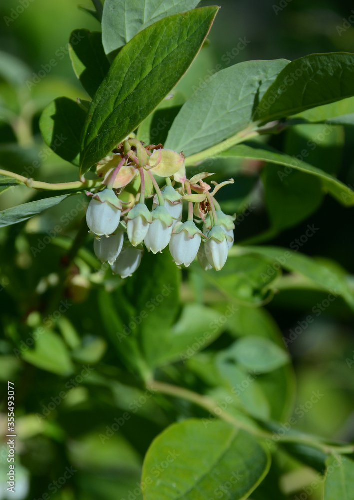 Blossoms on a blueberry plant, seen in late spring. Blossoms on a blueberry plant, seen in late spring.