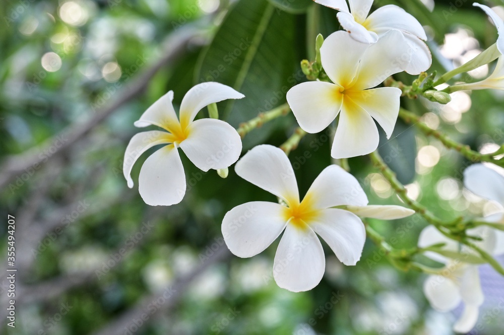 white frangipani flowers white frangipani flowers