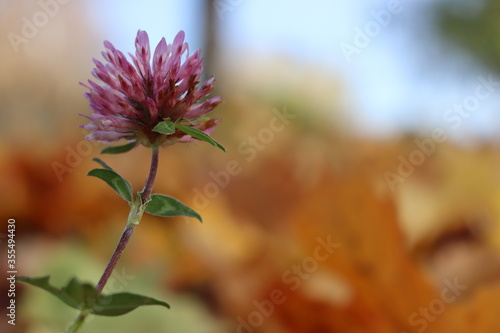 Klee-Blüte | Clover flower
