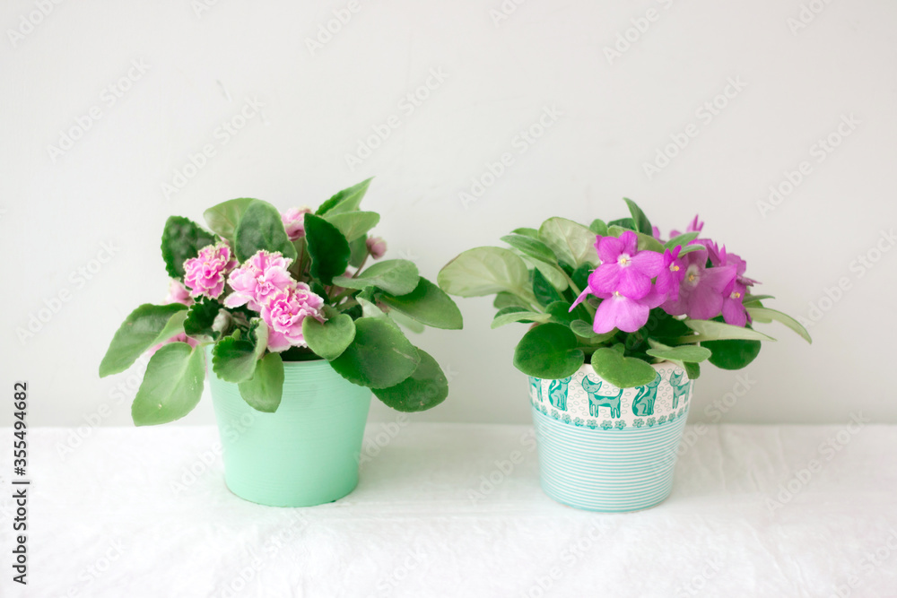 Two violets purple and pink stand on a light background in small pots