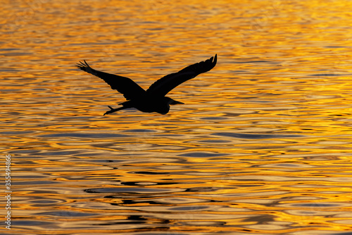 Great Blue Heron glides over golden water