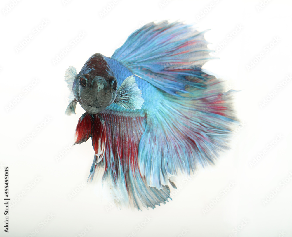 Obraz premium blue betta on white background