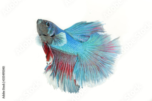 colorful betta fish isolated on white