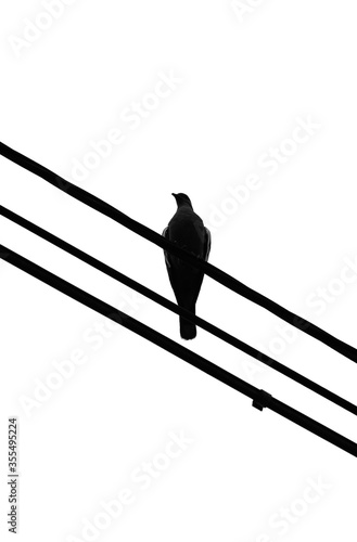 Beautiful silhouette of a pigeon perched on the overhead wires.