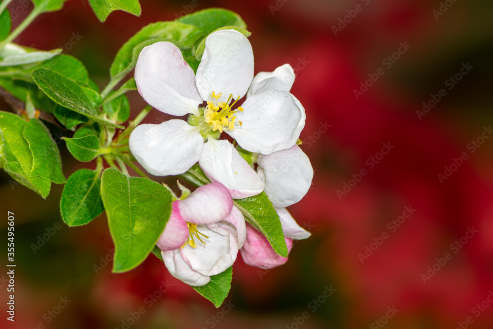 Fototapeta premium Flowering apple tree with white blossoms