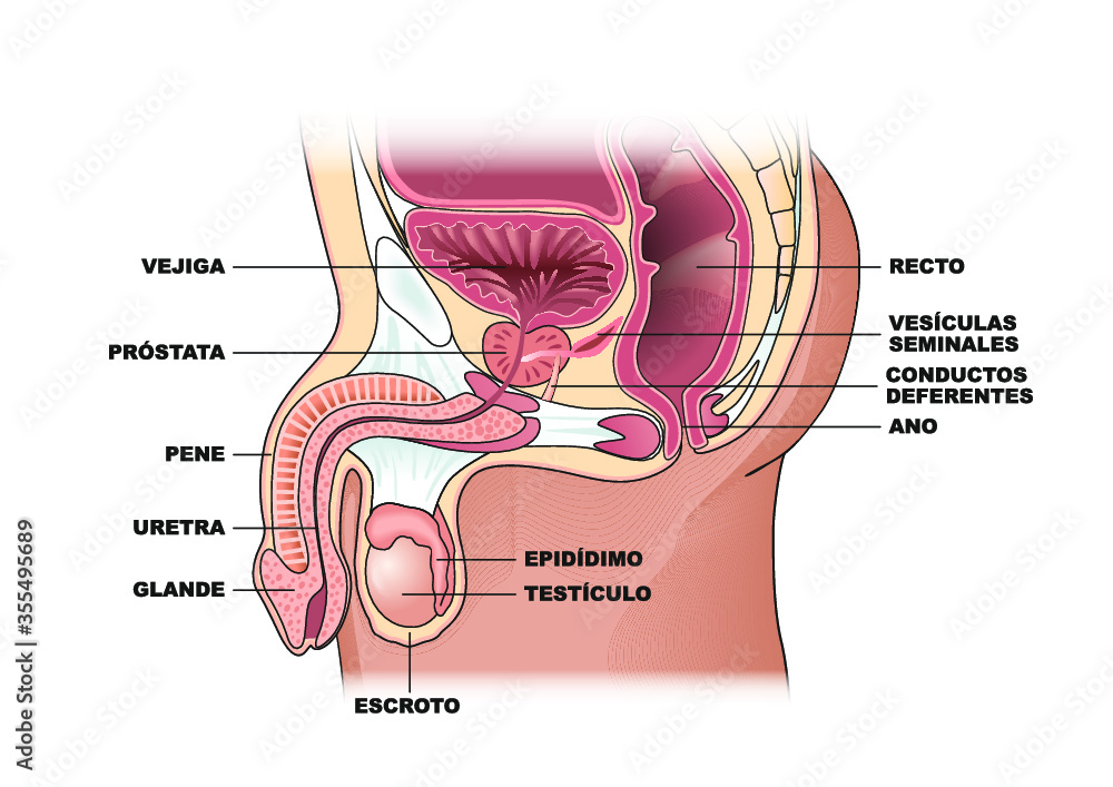 Obraz premium Aparato genital masculino