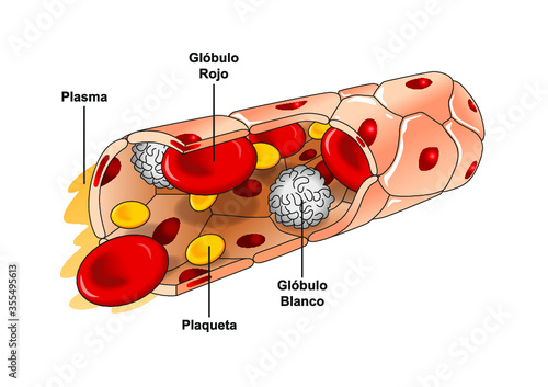 Capilar sanguíneo. Venas