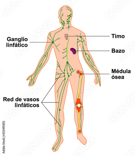 Sistema linfático humano