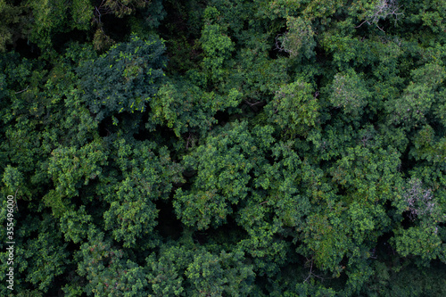 Top view of humid forest located in Thailand. © bzjpan