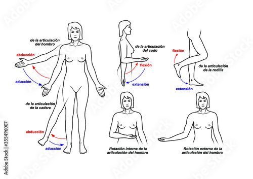 Movimientos articulares en humanos