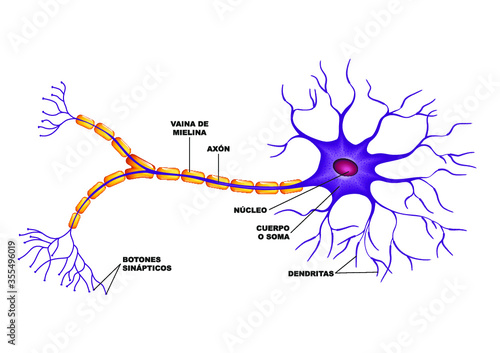 Partes de la neurona en cerebro humano photo