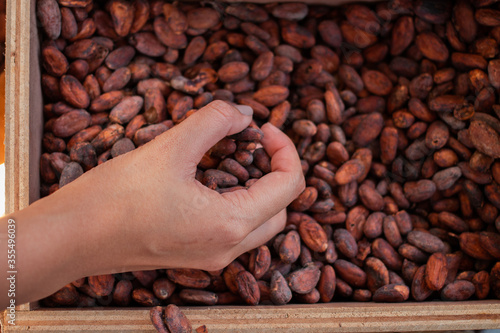Top view of woman hand picking up Coco seed from a wood box. The Coco is
prepared to make the Chocolate.
