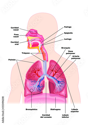 Sistema respiratorio humano photo