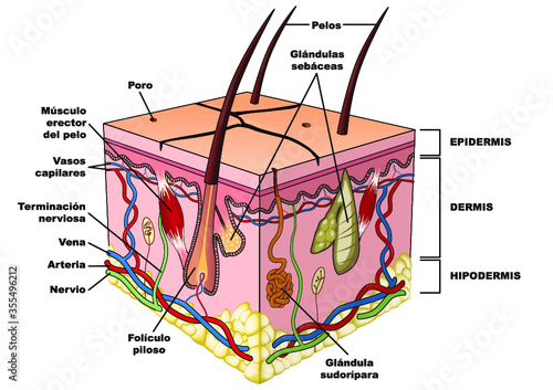 Esquema de una parte de la piel humana