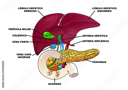 Esquema de hígado y páncreas humano