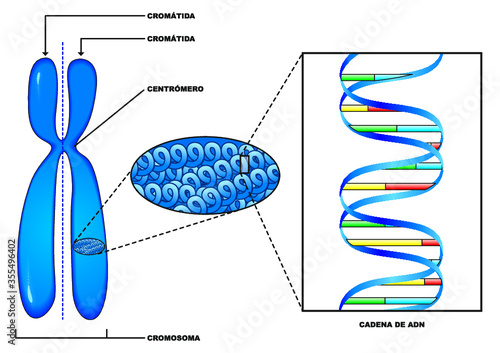 Esquema de un cromosoma y la cadena de ADN