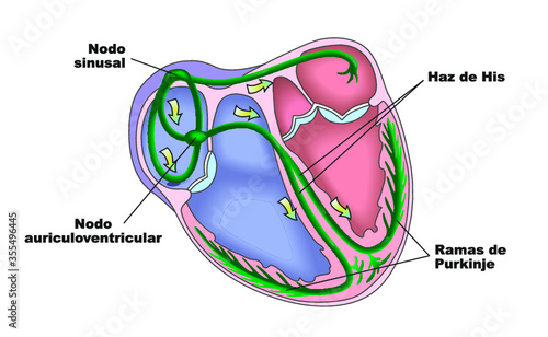 Nódulos eléctricos del corazón humano