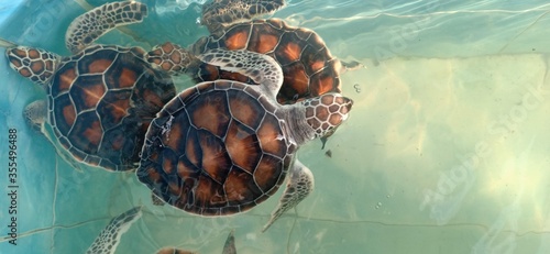 three loggerhead sea turtle swimming in the pond.pattern of sea turtle shell