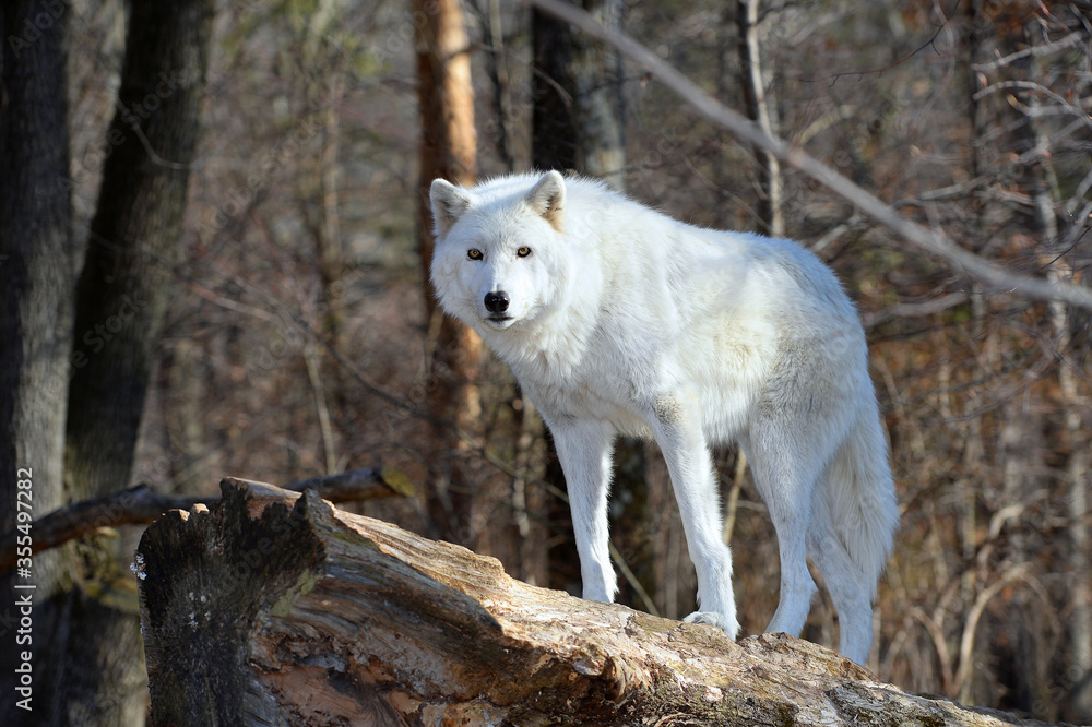 Tundra Wolf in the wild - Canis lupus tundrarum Tundra Wolf in the wild - Canis lupus tundrarum