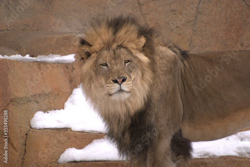 January 29  2011. Brookfield  Illinois  USA. A lion at the Brookfield Zoo.