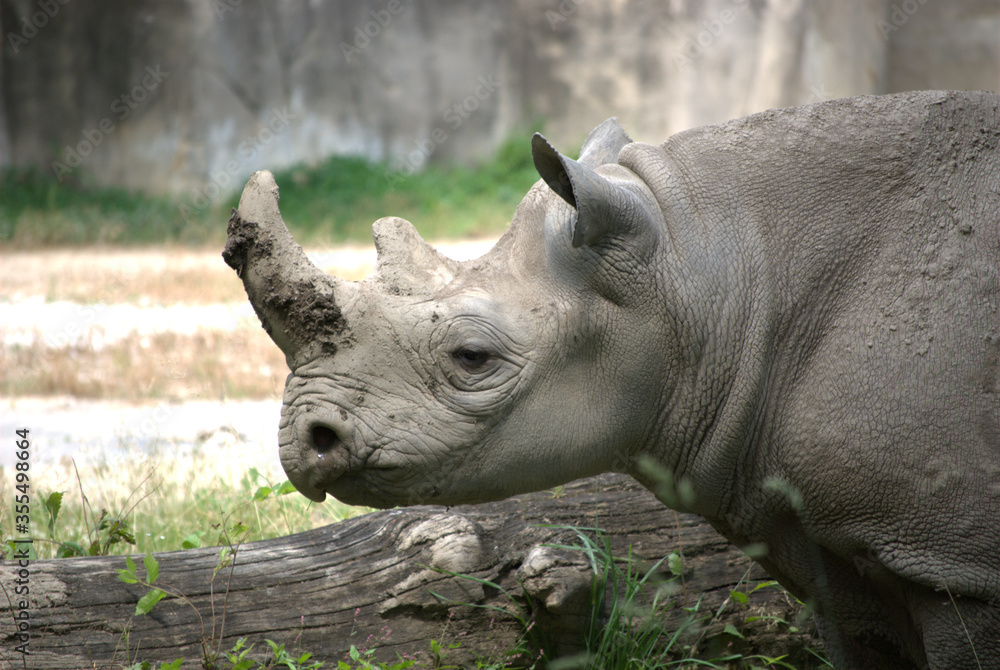 June 5, 2008. Brookfield, Illinois, USA. A Rhinoceros (rhino) in the Brookfield Zoo. June 5, 2008. Brookfield, Illinois, USA. A Rhinoceros (rhino) in the Brookfield Zoo.