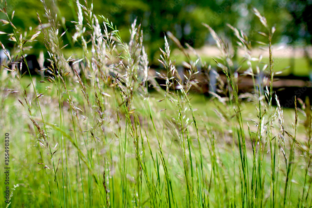 Beautiful vegetation of the Belarusian forest Beautiful vegetation of the Belarusian forest