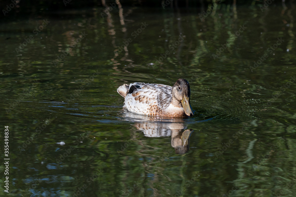 Manky mallard, juvenile duckling with white feathers that were yellow as a young chick Manky mallard, juvenile duckling with white feathers that were yellow as a young chick