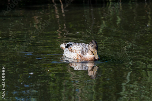 Manky mallard, juvenile duckling with white feathers that were yellow as a young chick photo