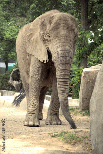 August 24, 2008. Brookfield, Illinois, USA. An elephant in the Brookfield Zoo which is operated by in the Chicago Zoological Society.