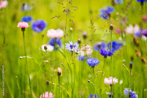 Fototapeta Naklejka Na Ścianę i Meble -  Close up of flowers blooming in a backyard