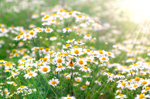Delicate beautiful light green natural summer spring background pattern with  with blooming medical chamomile and a and bee. Chamomile flowers field background in sunlight. Alternative medicine. © olmax1975
