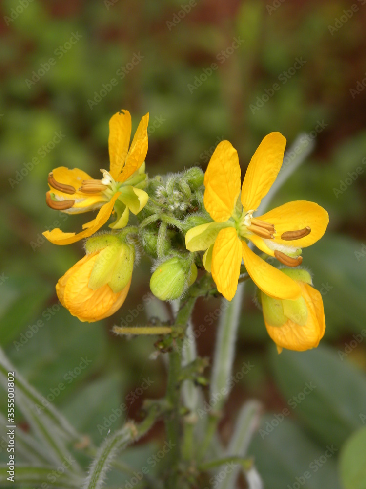 Bright yellow color Chelidonium flowers Bright yellow color Chelidonium flowers