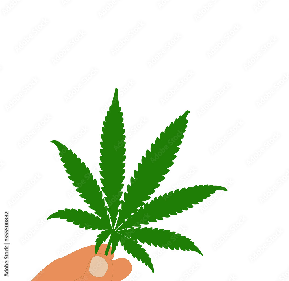 Human hand holding green leaf of mariuhana. Vector illustration template design isolated on white background. Human hand holding green leaf of mariuhana. Vector illustration template design isolated on white background.