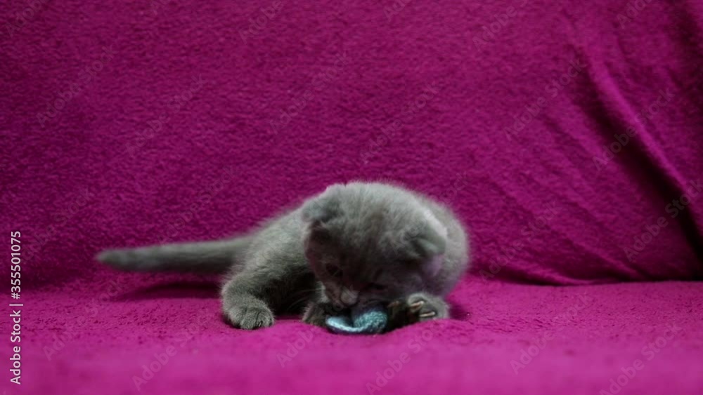 a small grey funny fluffy kitten is lying on the sofa and playing with a knitted toy on a purple bedspread a small grey funny fluffy kitten is lying on the sofa and playing with a knitted toy on a purple bedspread