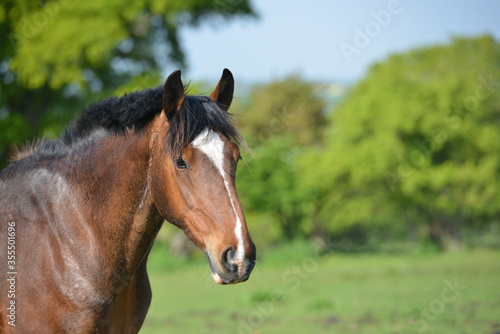 Close up shot of beautiful bay horse standing in English countryside.